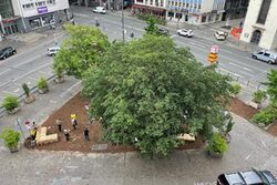 Luftaufnahme des Platzes mit Bäumen, Rindenmulch auf dem Boden und Pflanzkübeln